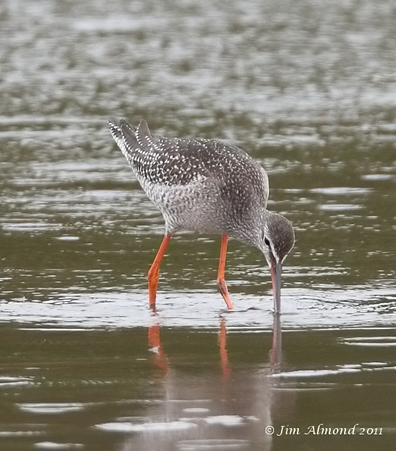 Spotted Redshank  VP  27 8 11  IMG_7114